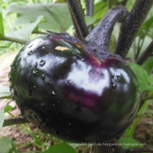 HE16 Youxian runde schwarze OP Aubergine Samen